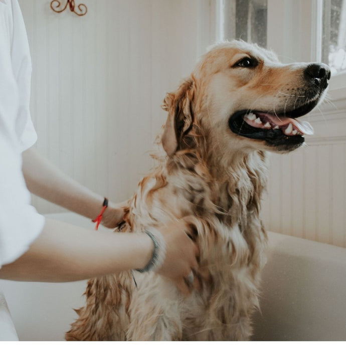 Pamper Pup: How to groom your dog at home