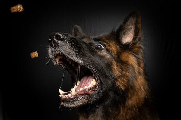 Ideal Dog Training Treats - Best for Training Rewards