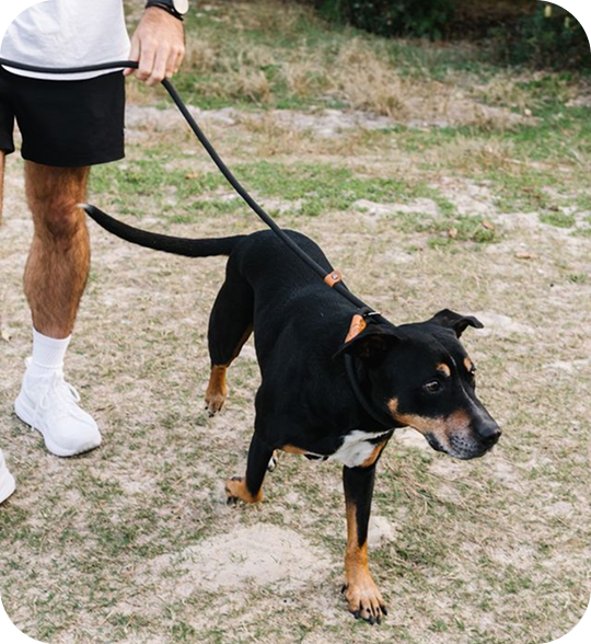 What to Look for in a “High-Control” Training Lead