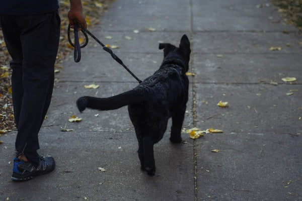 Best Training Leads for Loose Leash Walking