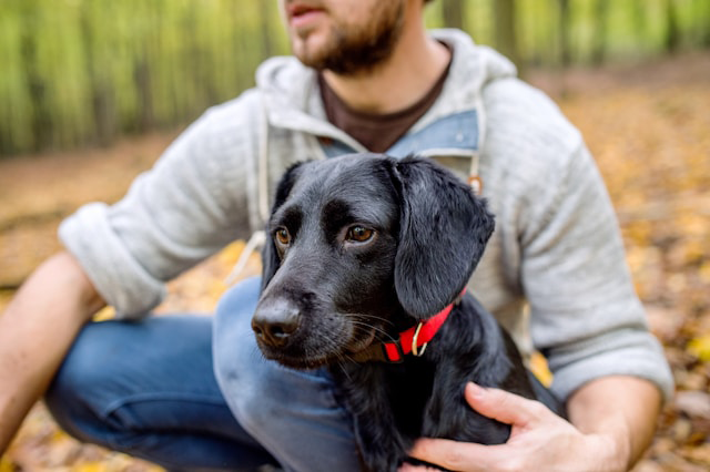 Slip Lead vs Regular Dog Collar: Which is Better?