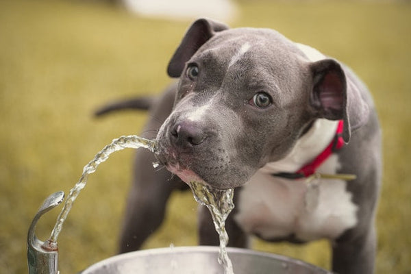 How Much Water Does a Dog Need on Walks and Day Trips?