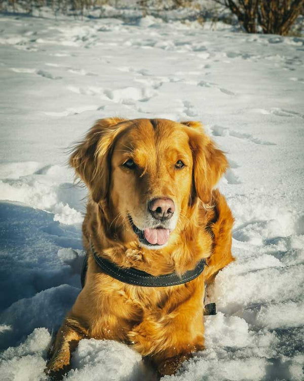 Tips for Keeping Pets Safe in Cold Weather