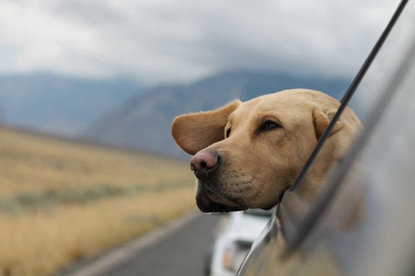 Road Trips with Dogs: Hydration Checklist for the Car