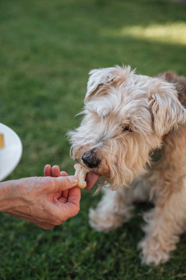 The Most Underrated Dog Walking Accessory? A Treat Pouch