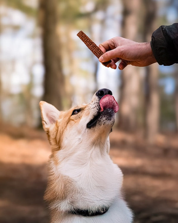 Best Treat Pouches for Dog Training