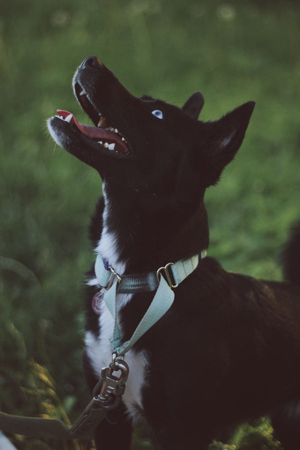 Escape-Proof Collar Checklist: Fit, Placement, and Common Mistakes