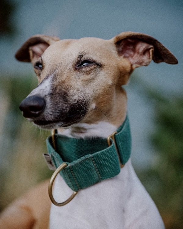 No-Slip Dog Collar: What It Means (and Why Martingales Work)