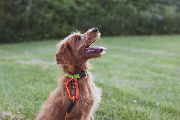 Martingale Collar vs Regular Flat Collar: Which Is Better?