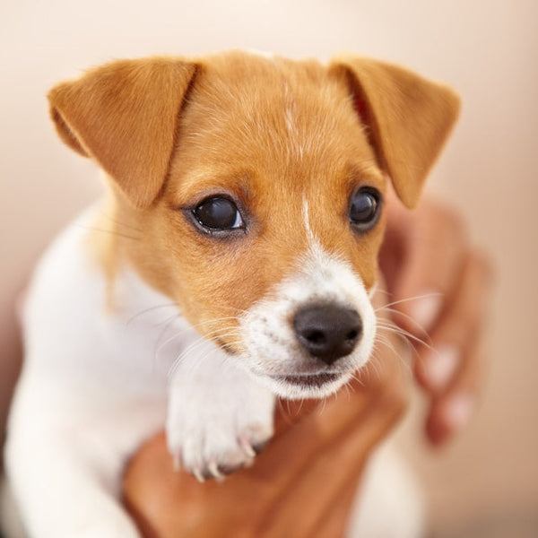 Puppy Lead Training: First 2 Weeks at Home