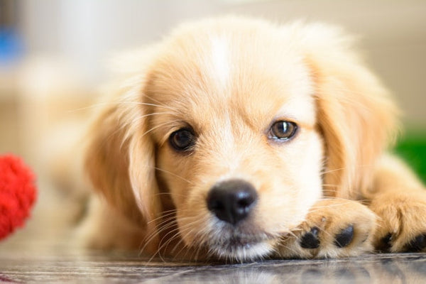 Puppy Training Treats: What to Look For
