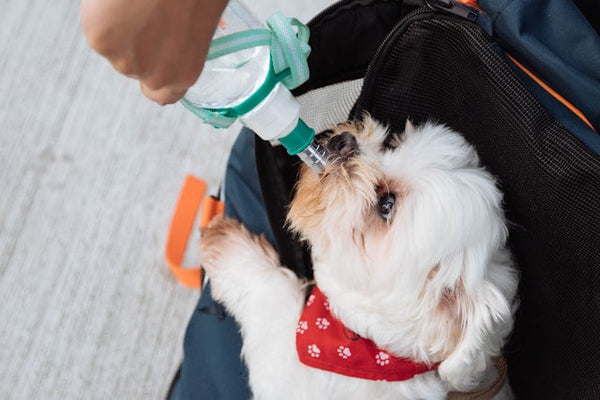 Signs of Dehydration in Dogs (and What to Do on the Go)