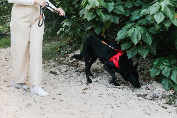 Dog Harness vs Martingale Collar: What’s Best for Training?
