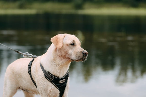 Harness vs Collar for Lead Training: What Works Best?