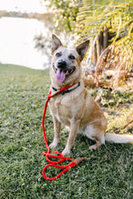 Load image into Gallery viewer, Rope Slip Lead - Velvet Red - The Original Charlie
