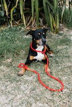 Load image into Gallery viewer, Rope Slip Lead - Velvet Red - The Original Charlie
