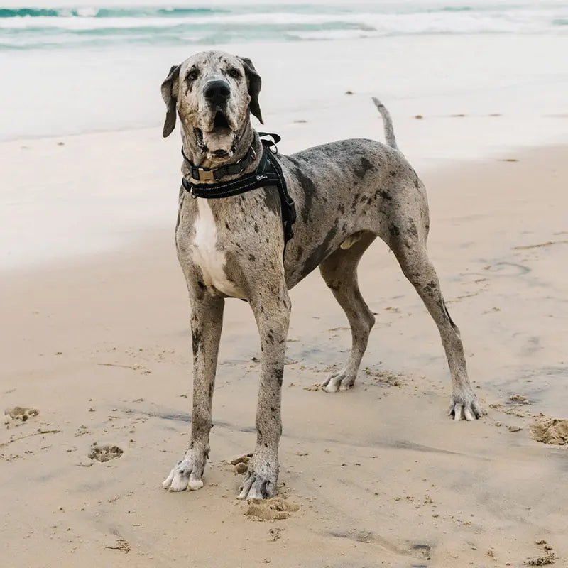 Why dog owners choose Charlie