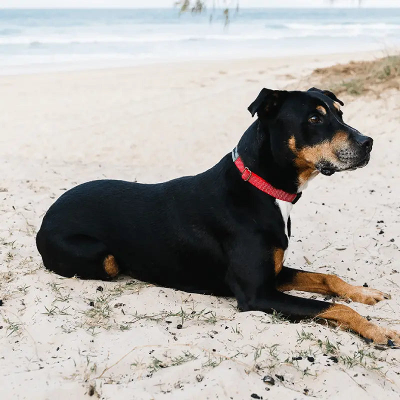 Why dog owners choose Charlie