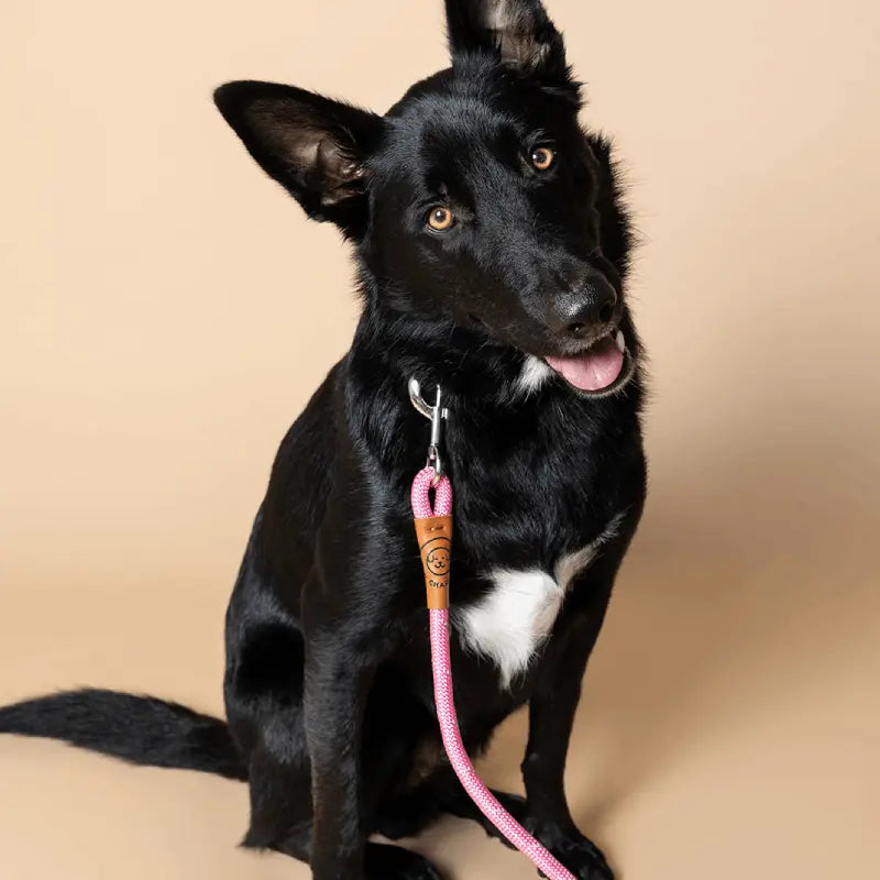 Why dog owners choose Charlie