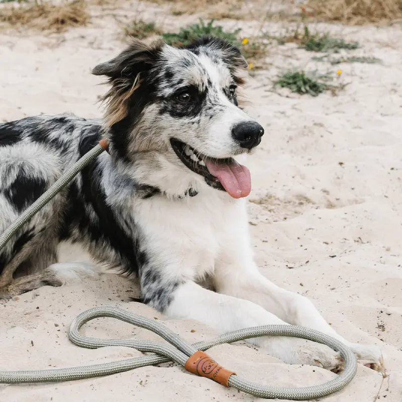 Why dog owners choose Charlie